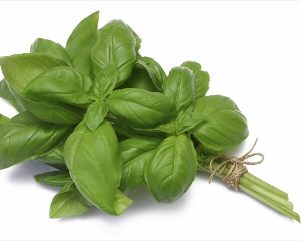 Prepacked Fresh Basil 100GR