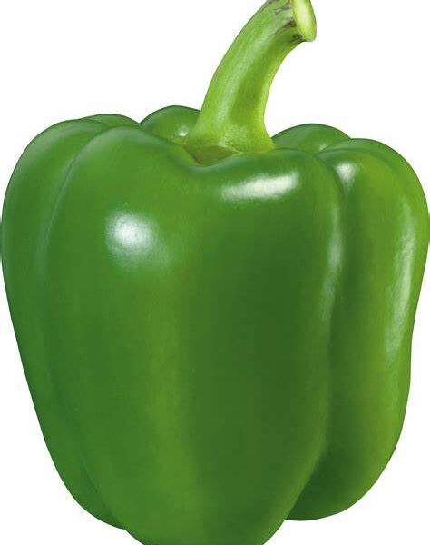 GREEN PEPPER 1 PCS